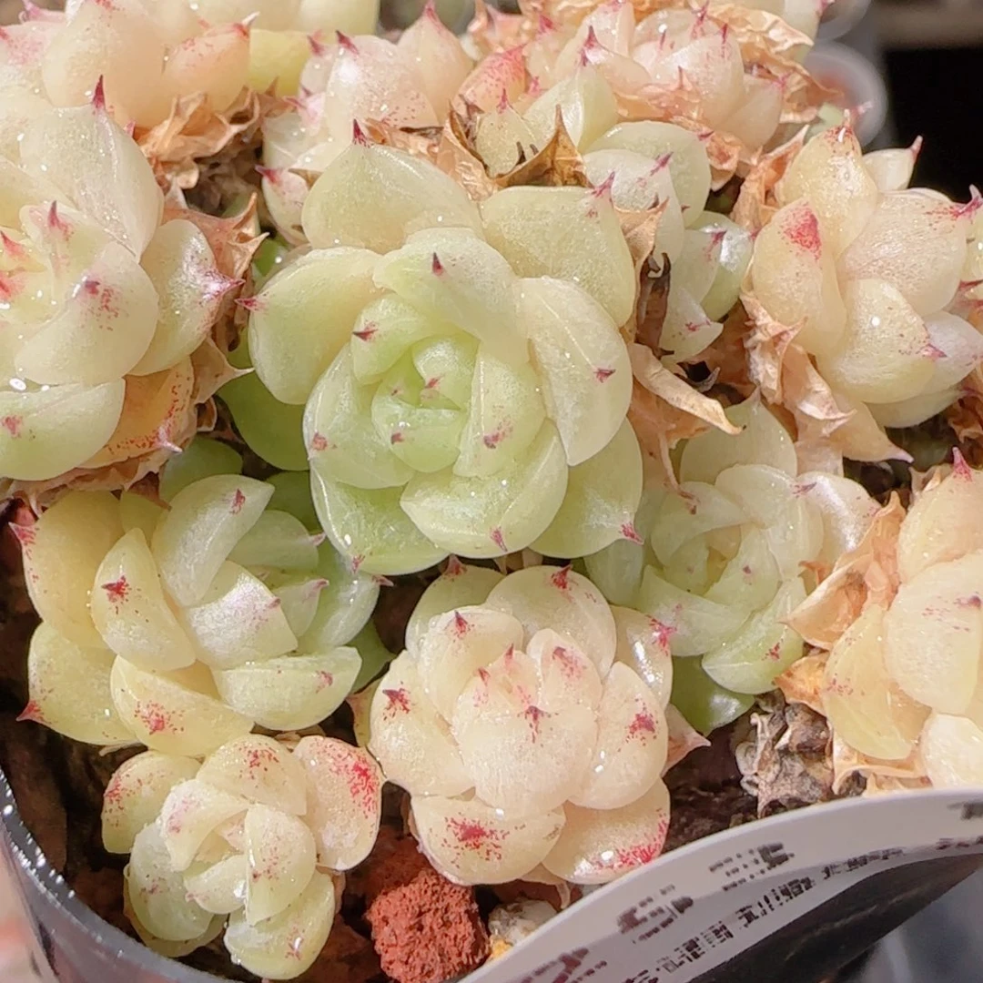 花语多肉1202-253开播福利散