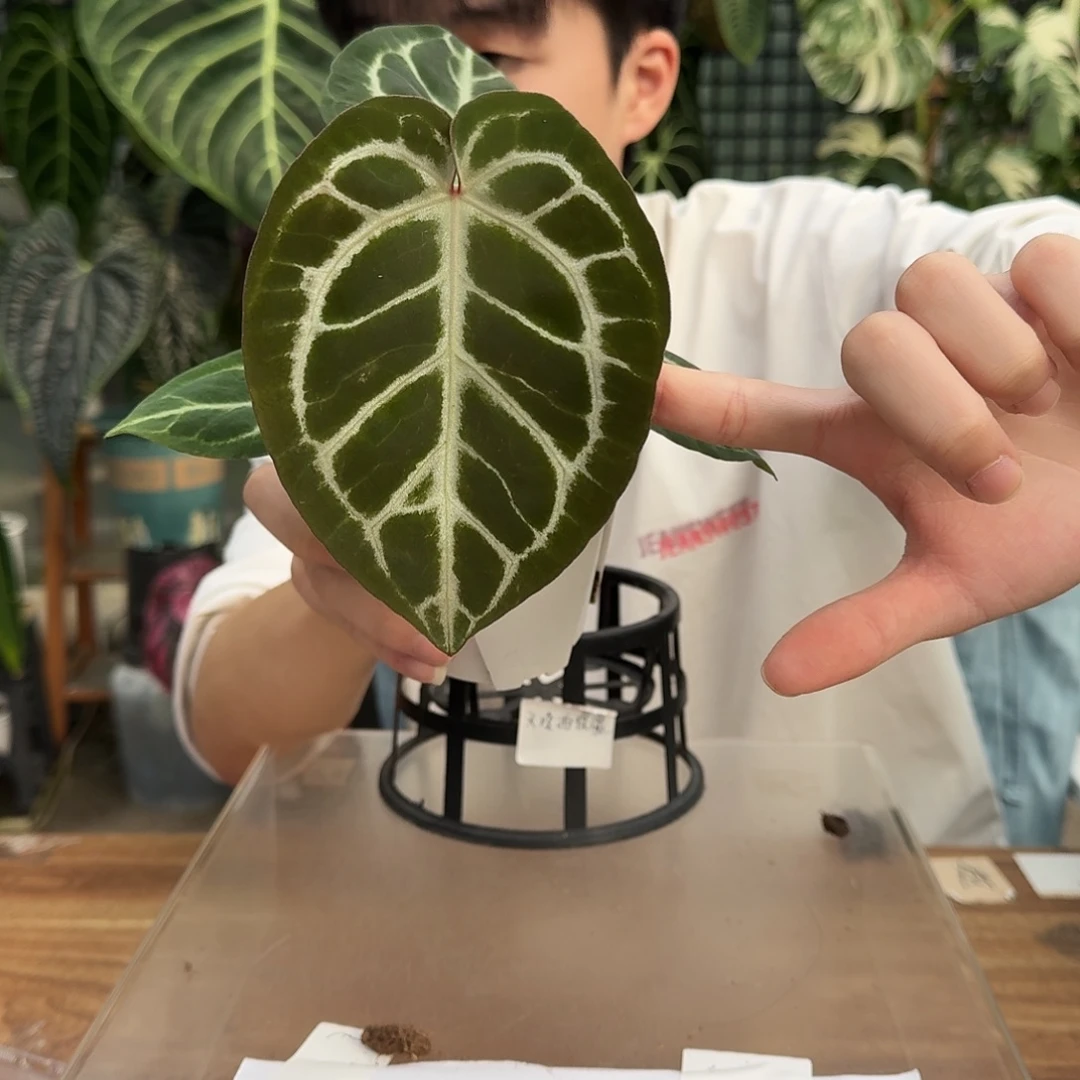 完全开放O94狂想曲杂红水晶