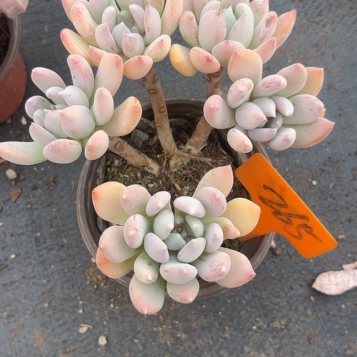 两单包邮，一物一拍265胖美人