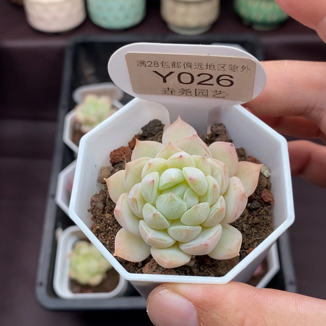 0026 海盐薄荷 4.5cm
