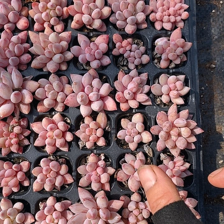 61-62 多肉植物盆栽花卉盆栽