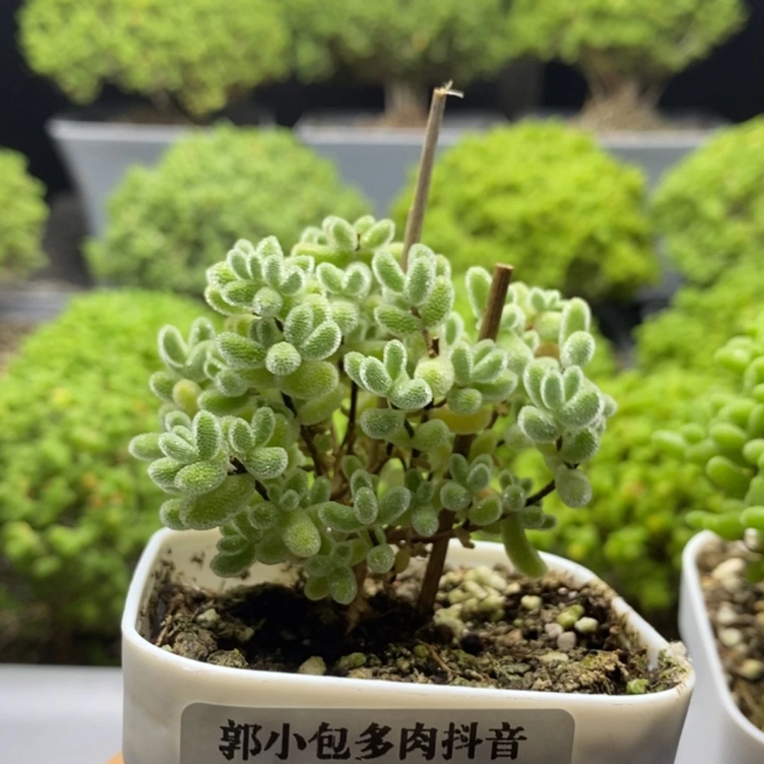 快***生优选冰晶7716枝干番杏