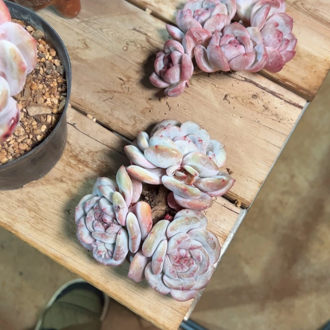 秒杀福利哈哈哈哈哈哈哈