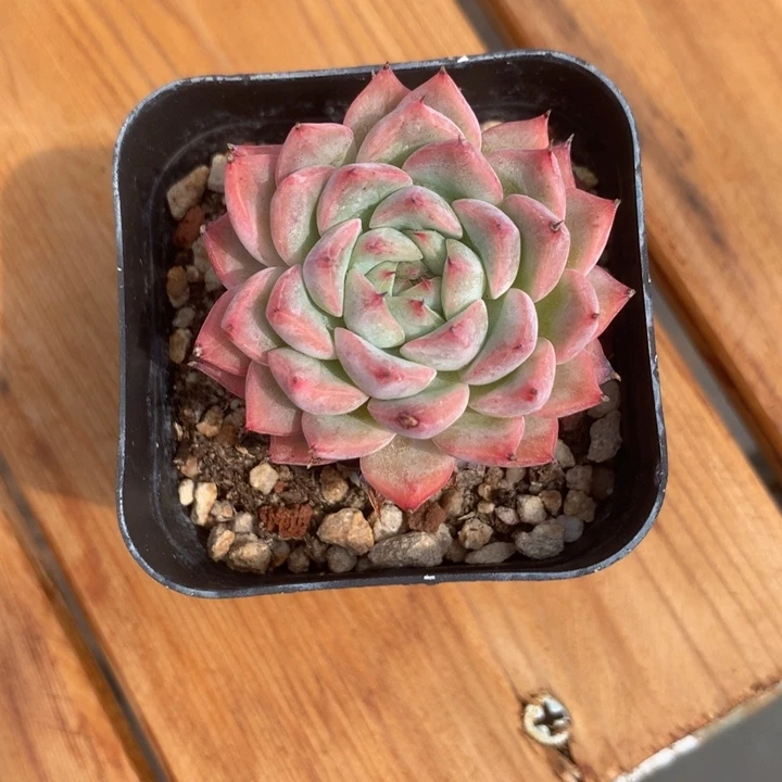精控爪系杂交单头多肉