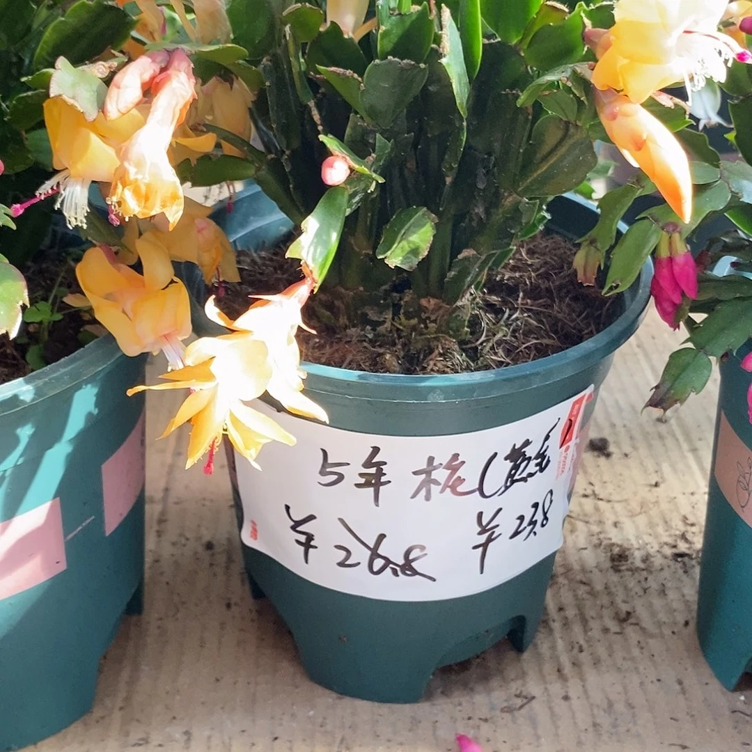无花朵黄金索菲亚5年庄福利