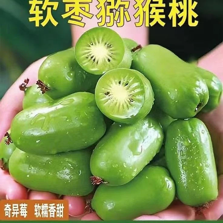 【顺丰包邮】大连软枣猕猴桃奇异莓当天现摘现发（放软了吃哦）