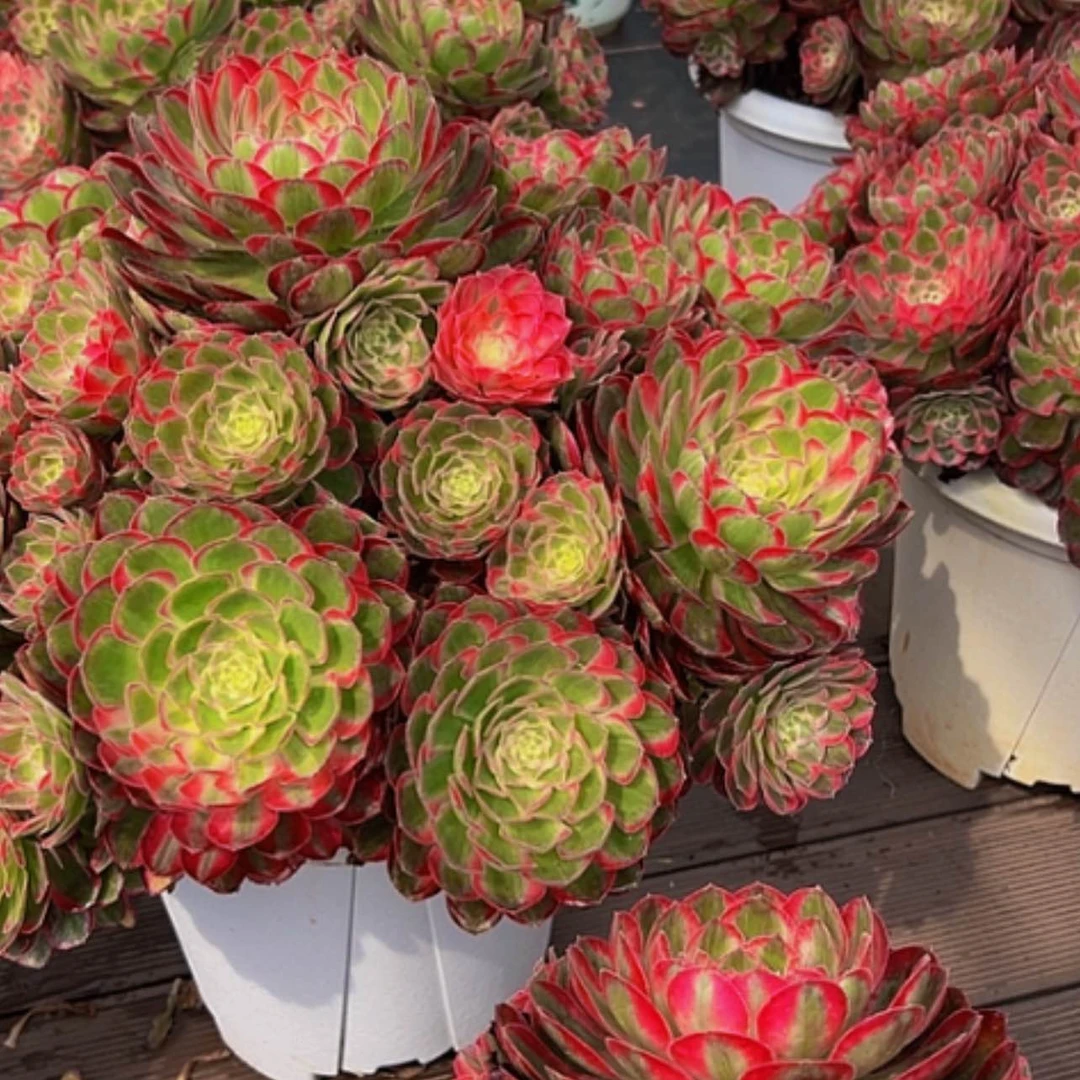 【闪购商品】～*超1111111111111