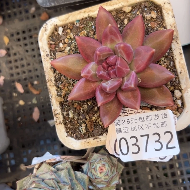幸运的是我没有遇到过幸运