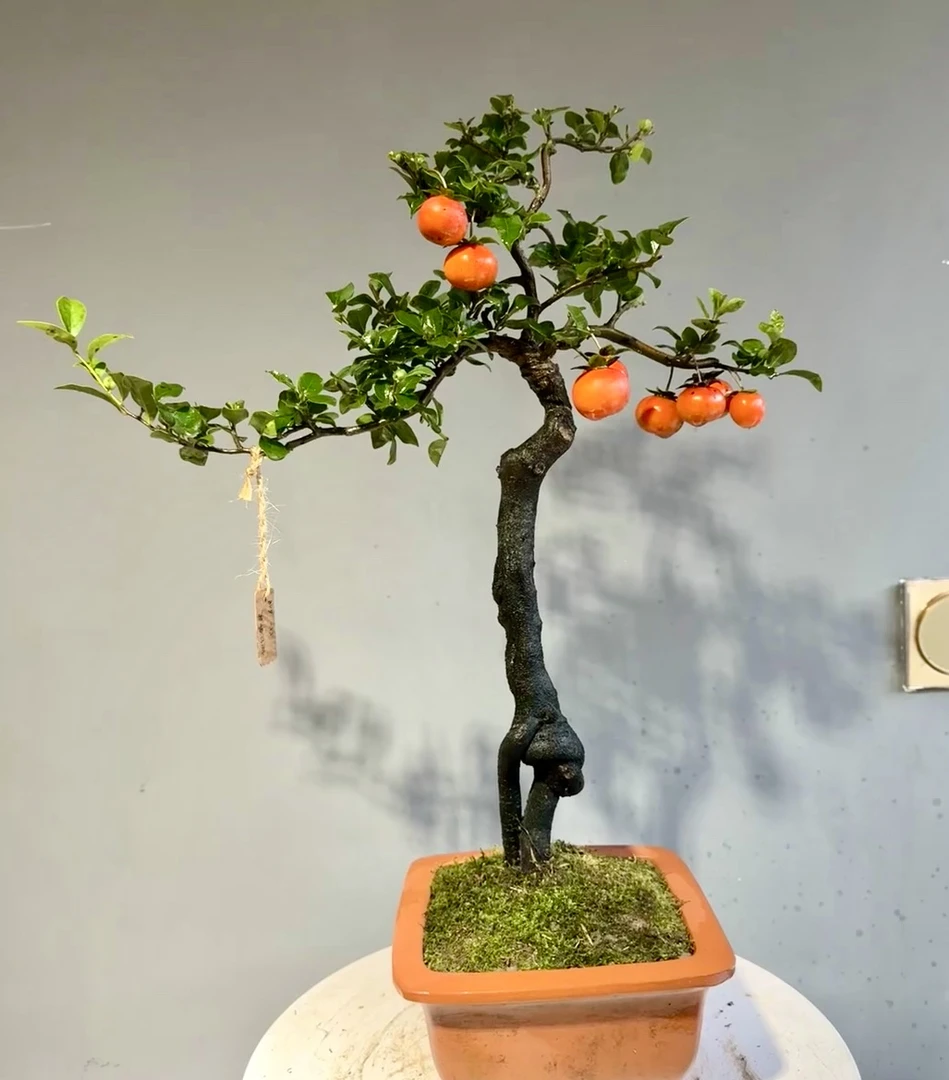参考图,精品盆景素材海棠花桃金娘、直播间一物一拍,风景树盆栽