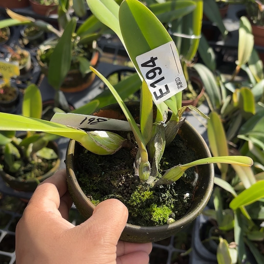 完全开放三唇特里