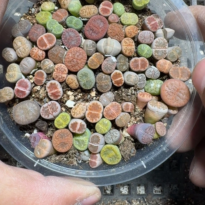 274 多肉植物多肉植物