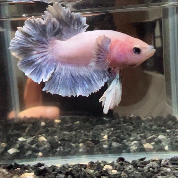 斗鱼一单包邮12日88