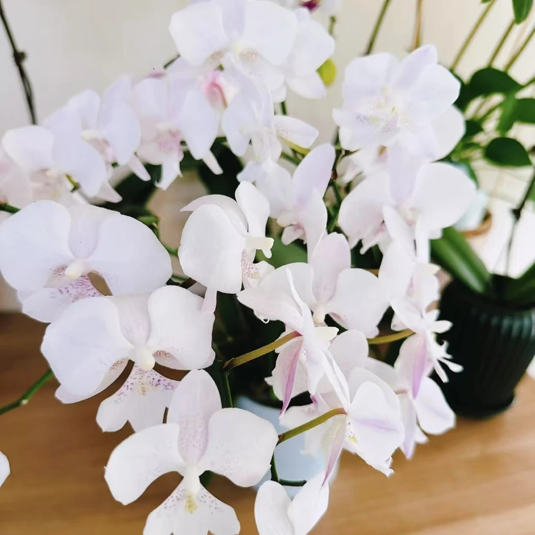 【思芹花卉|雪花肥牛蝴蝶兰】蝴蝶兰盆栽，