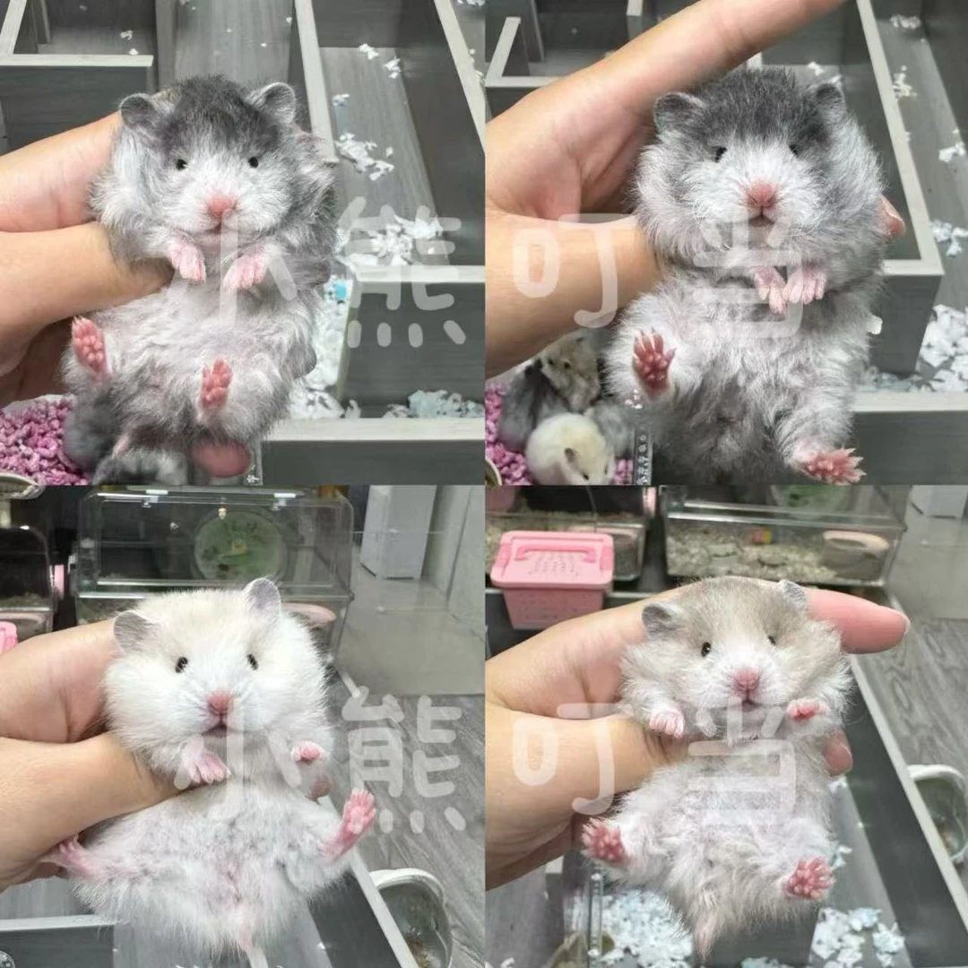 家养可爱长毛卷毛金丝熊仓鼠多种花色可挑选