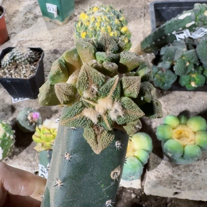 425大尤黑锦仙人球