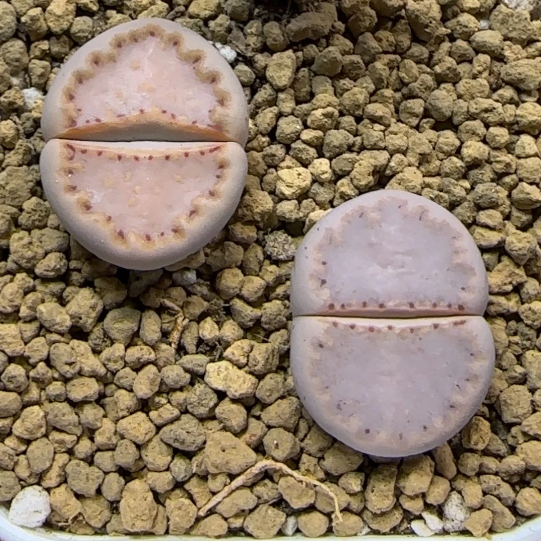 12.3 .c171饼干.9038尺寸各2cm