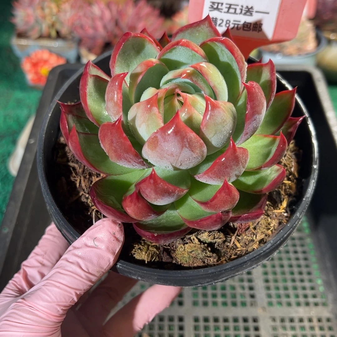 表妹精品多肉植物115.