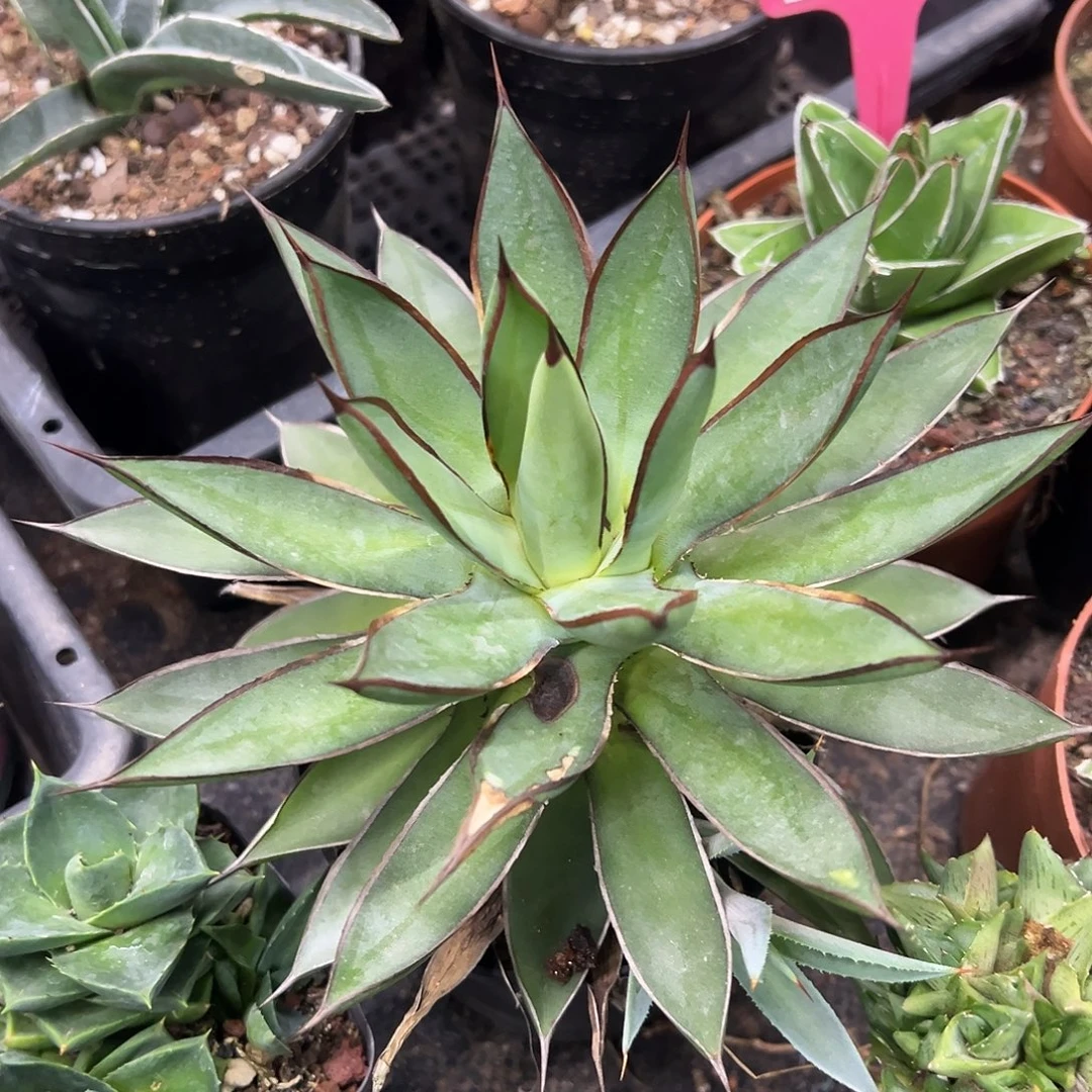 胧雷龙舌兰入门级