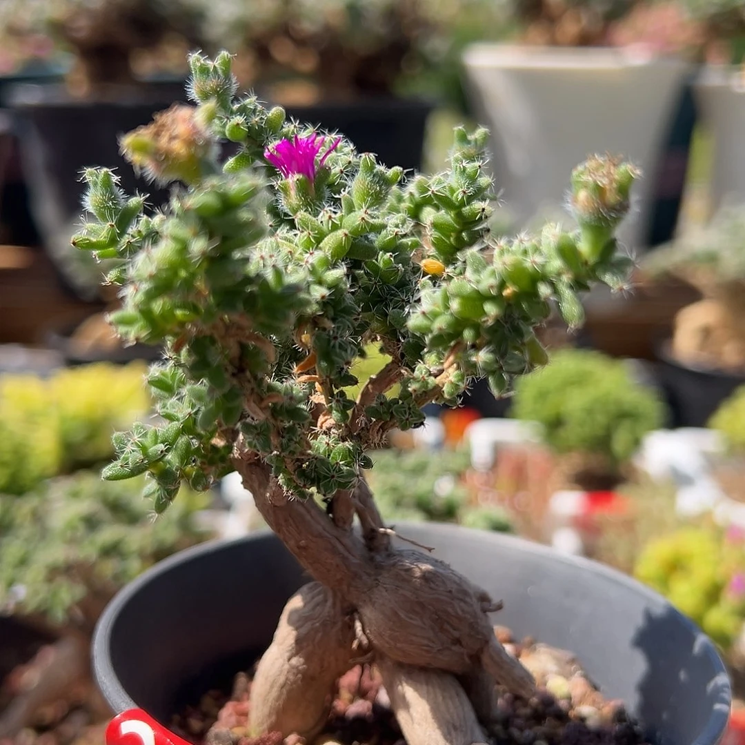 l****8274号姬红小松4.26多肉