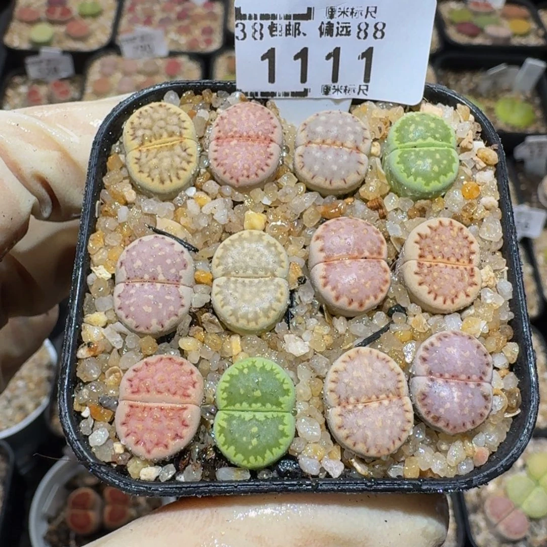 Sssss精品生石花1111