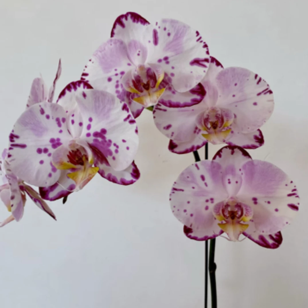 【淘花源记】安祖昆明蝴蝶兰苗3.0加高杯爆根掉花苞无售后