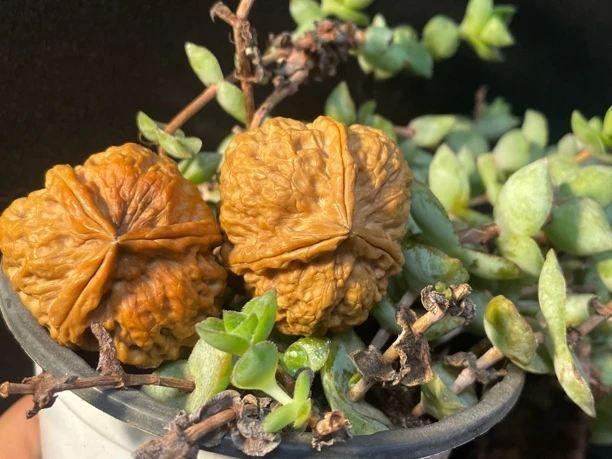 野生精品云南铁核桃