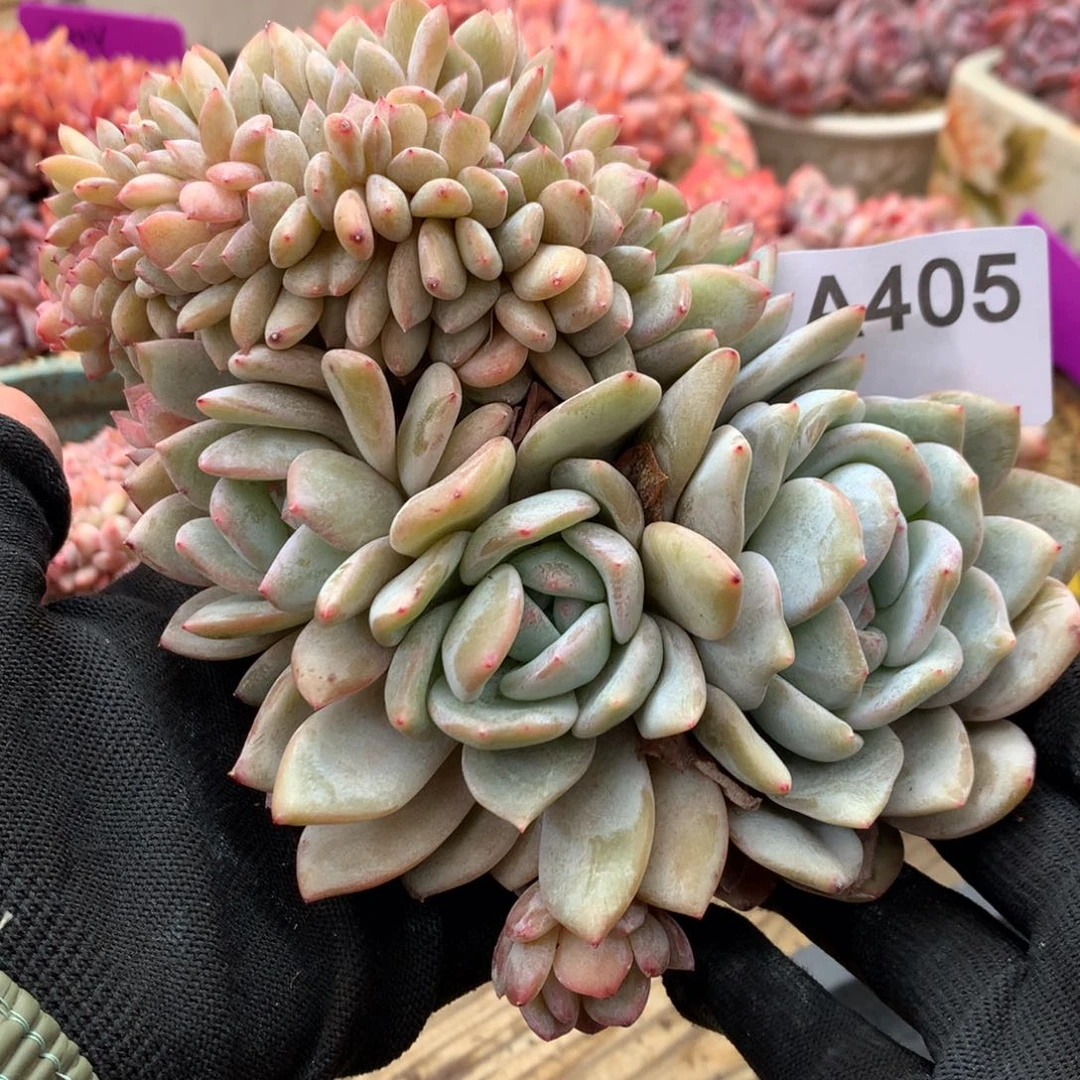 A405售后范围：签收起7天内，录开箱视频