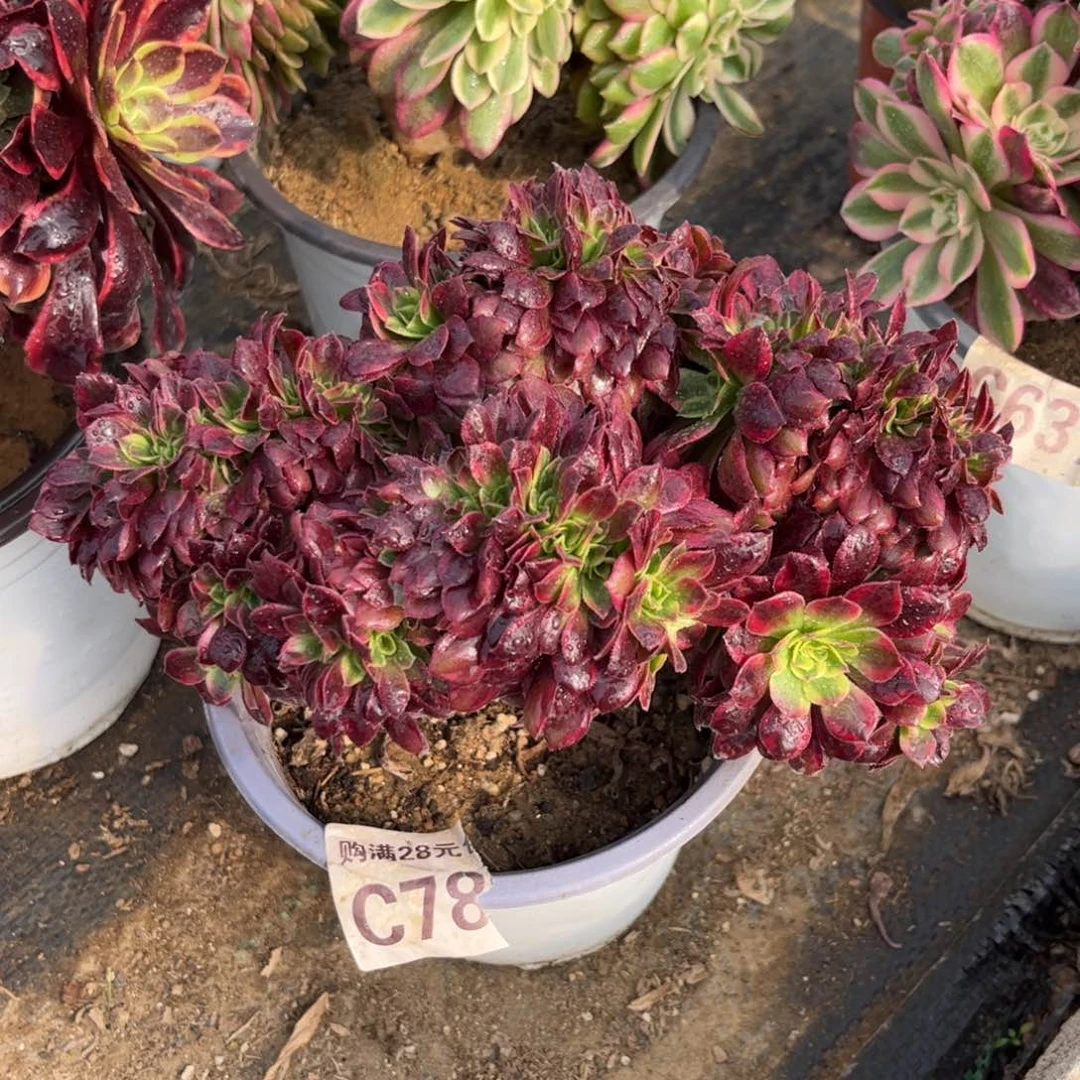 78多肉植物水果糖缀化有断枝