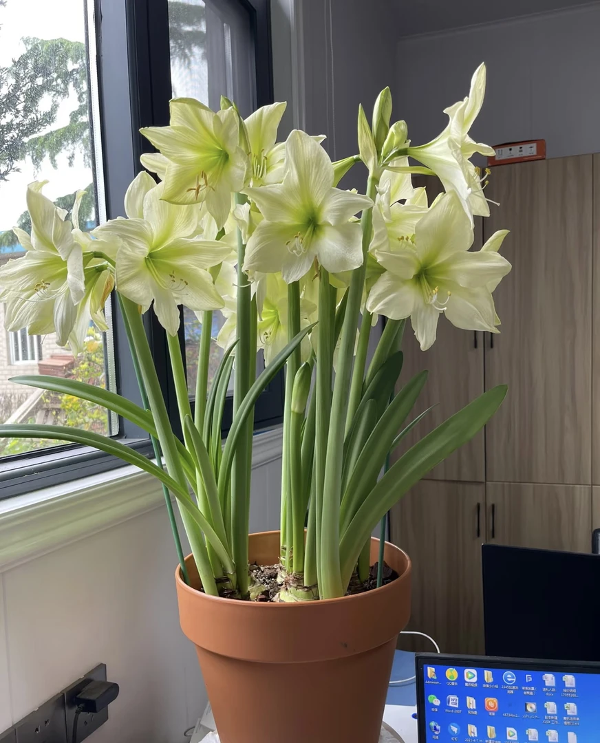 朱顶红柠檬星（送肥料）