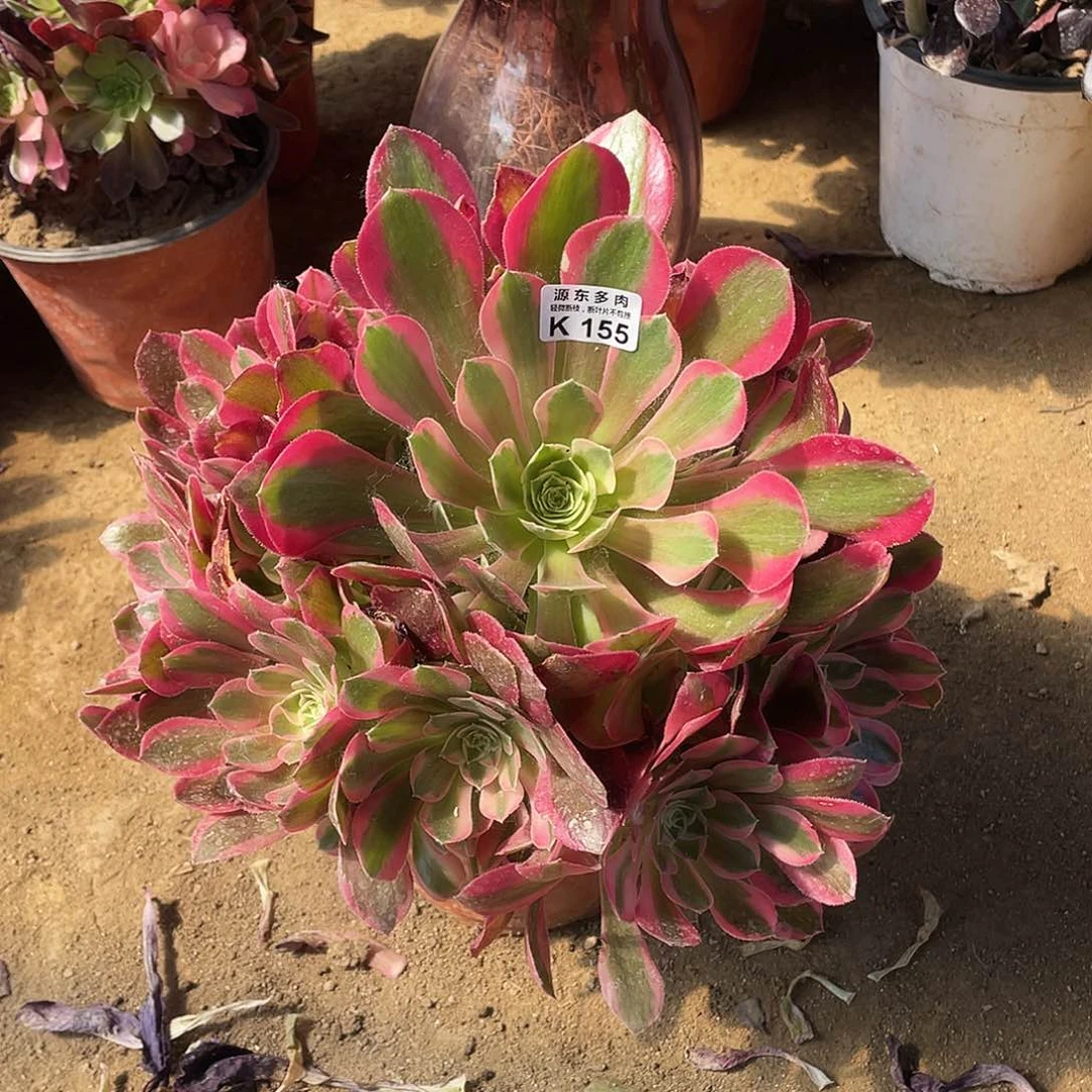 155七彩石多肉法师断枝不包