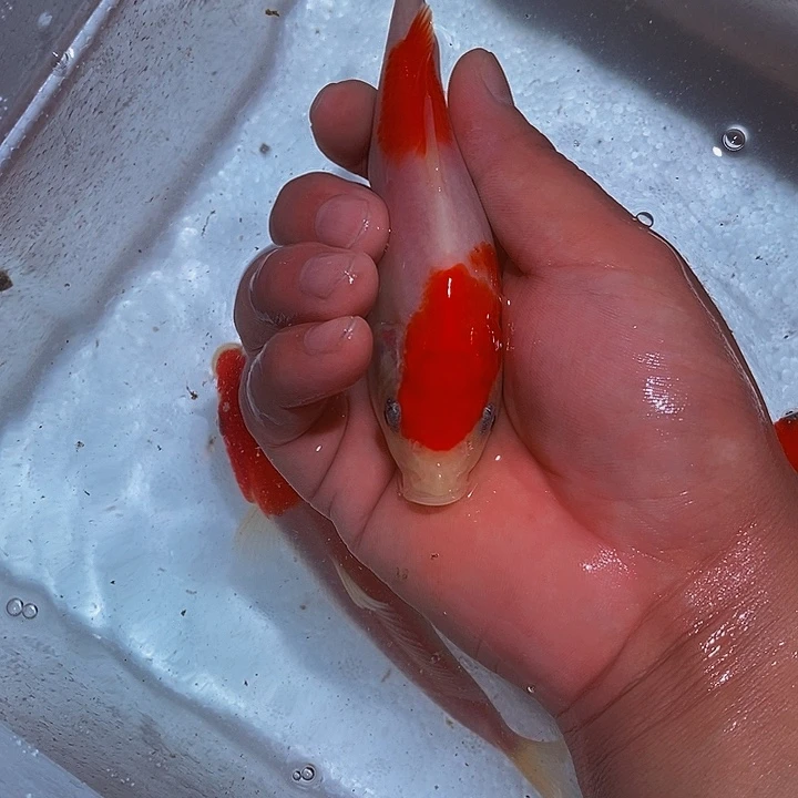 锦鲤锦鲤活鱼开箱包活