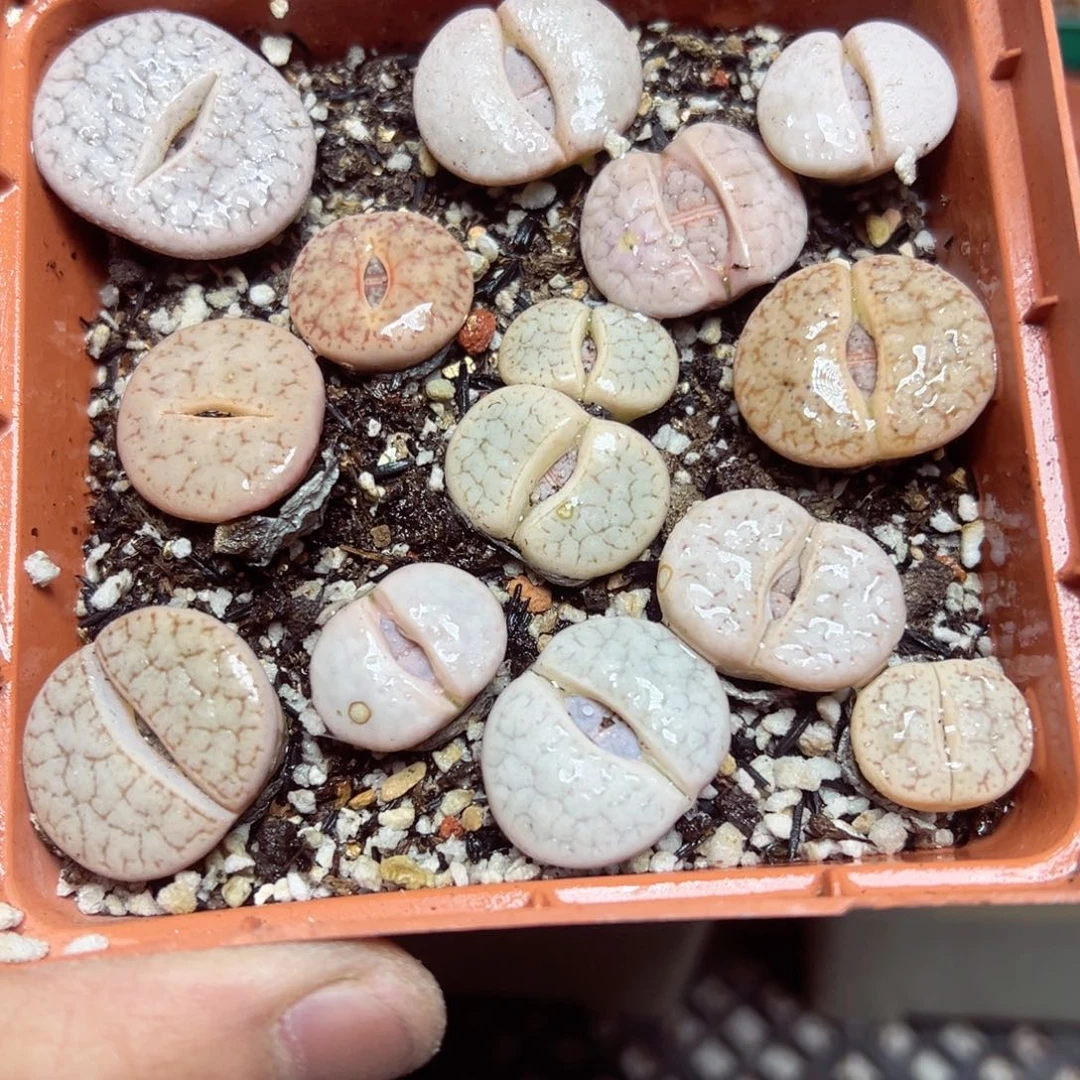 【闪购商品】 513。