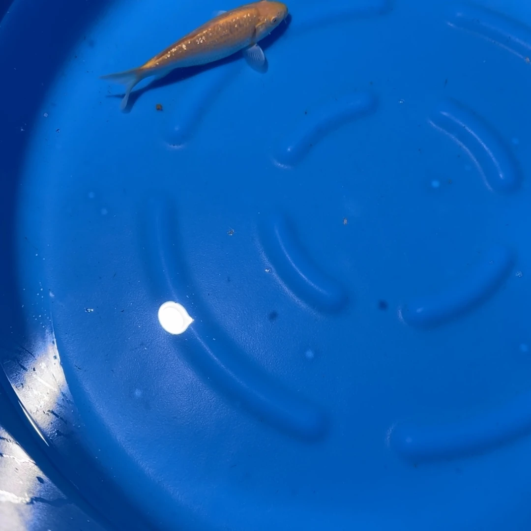 鲤科类公母搭配10-60不支持退换