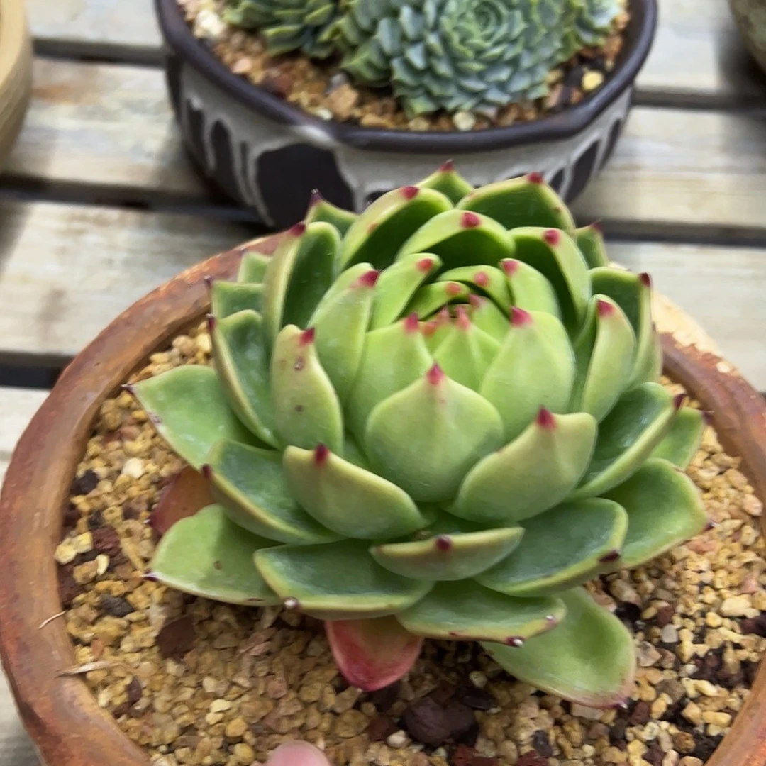 蓝龙18 零零多肉植物