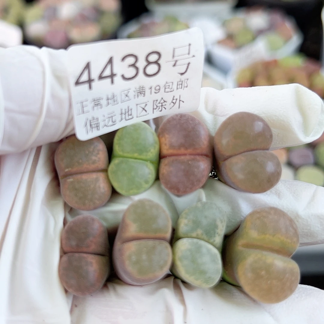 4438 好养易活生石花大母本
