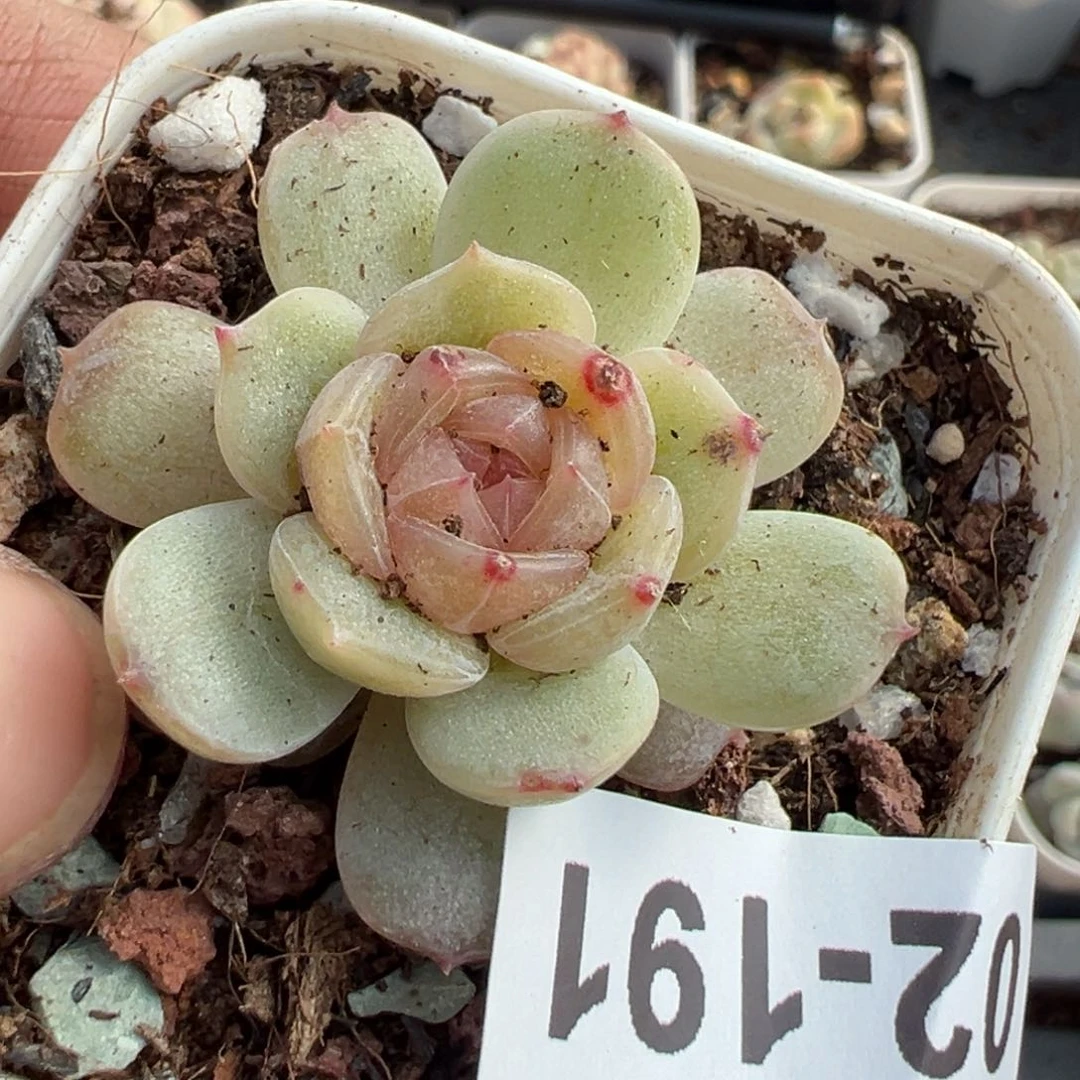 小卡拉米糖心一物一拍2-191