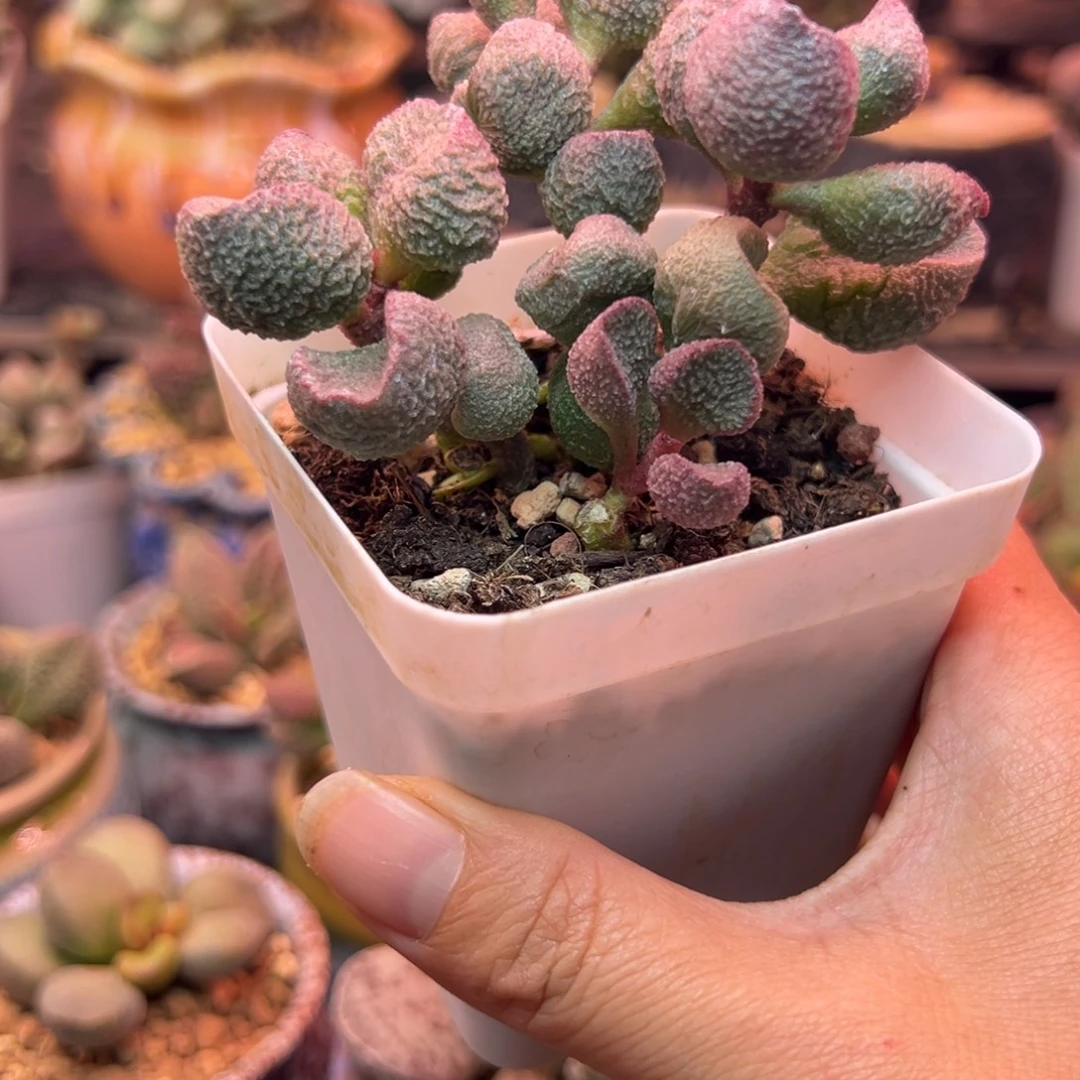 一物一拍，感谢支持