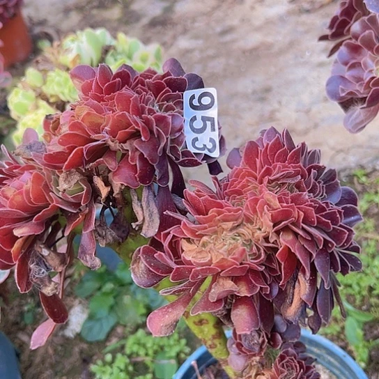 大***月多肉植物一类法师