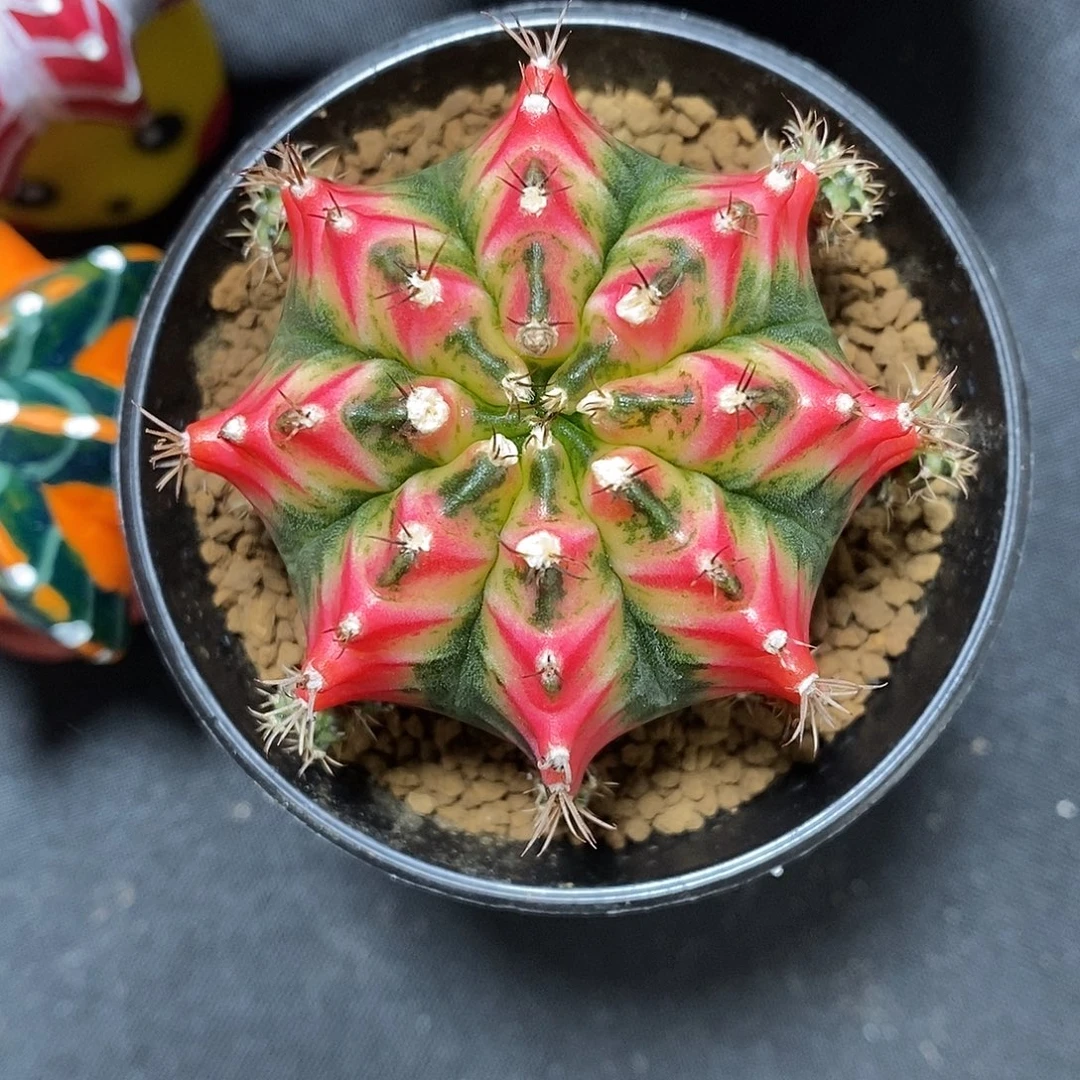 C***O仙人球花蝴蝶侧芽专拍