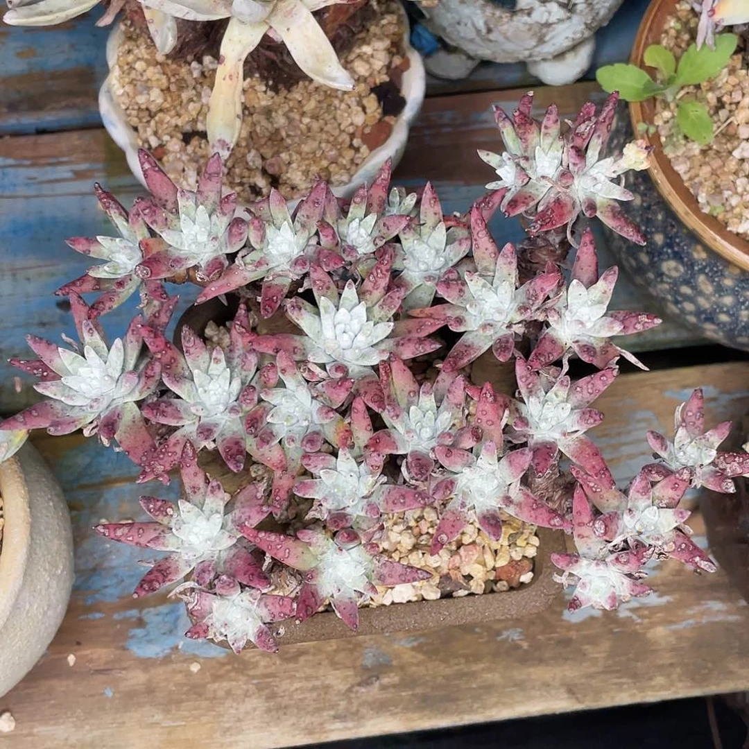 仙女杯老桩多头群生