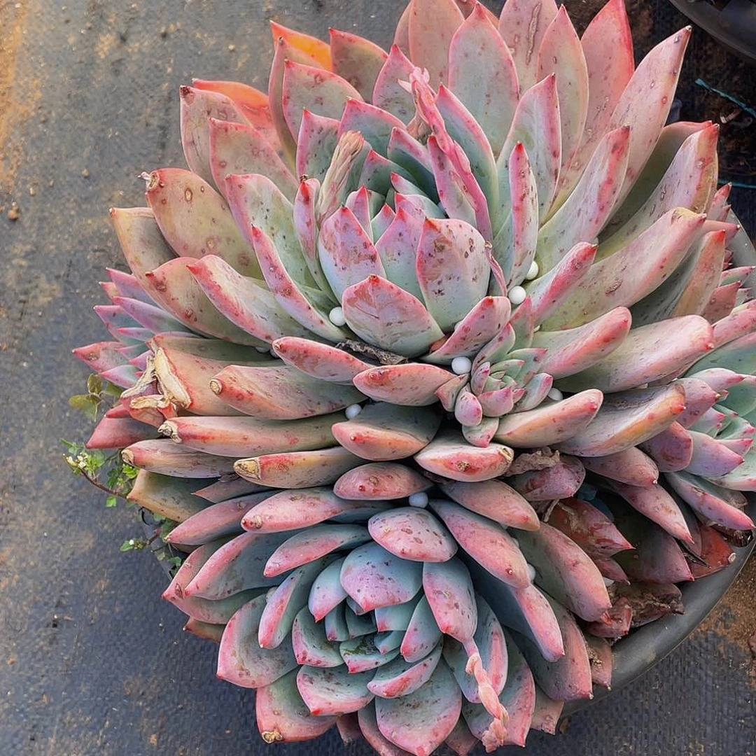 布兰迪瑕疵不售后19.8.叶片有斑点被冰雹打的