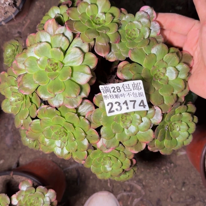 23174烟花多肉植物