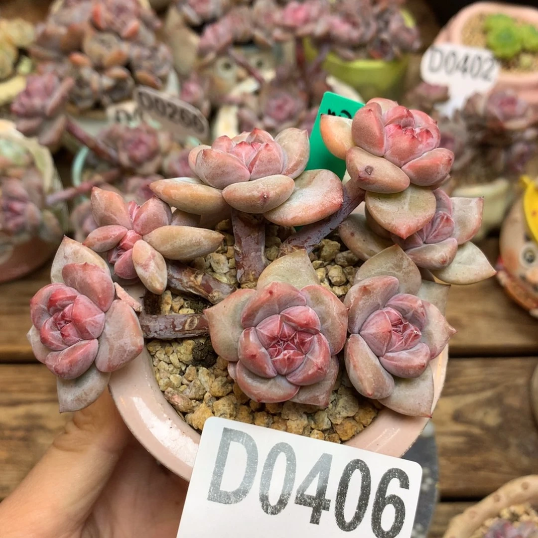 D0406 星影老桩 10cm