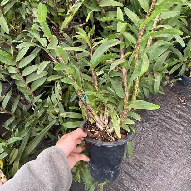 蜻蜓石斛兰苗子多多原盆原土种植成活好养活空气根石斛兰洋兰