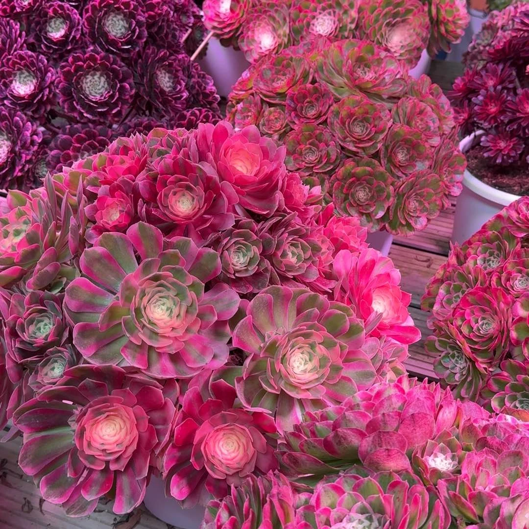 ❀****海王多肉植物跨年福利