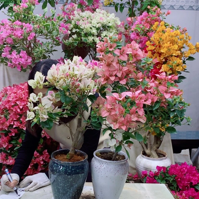 【闪购商品】完全开放