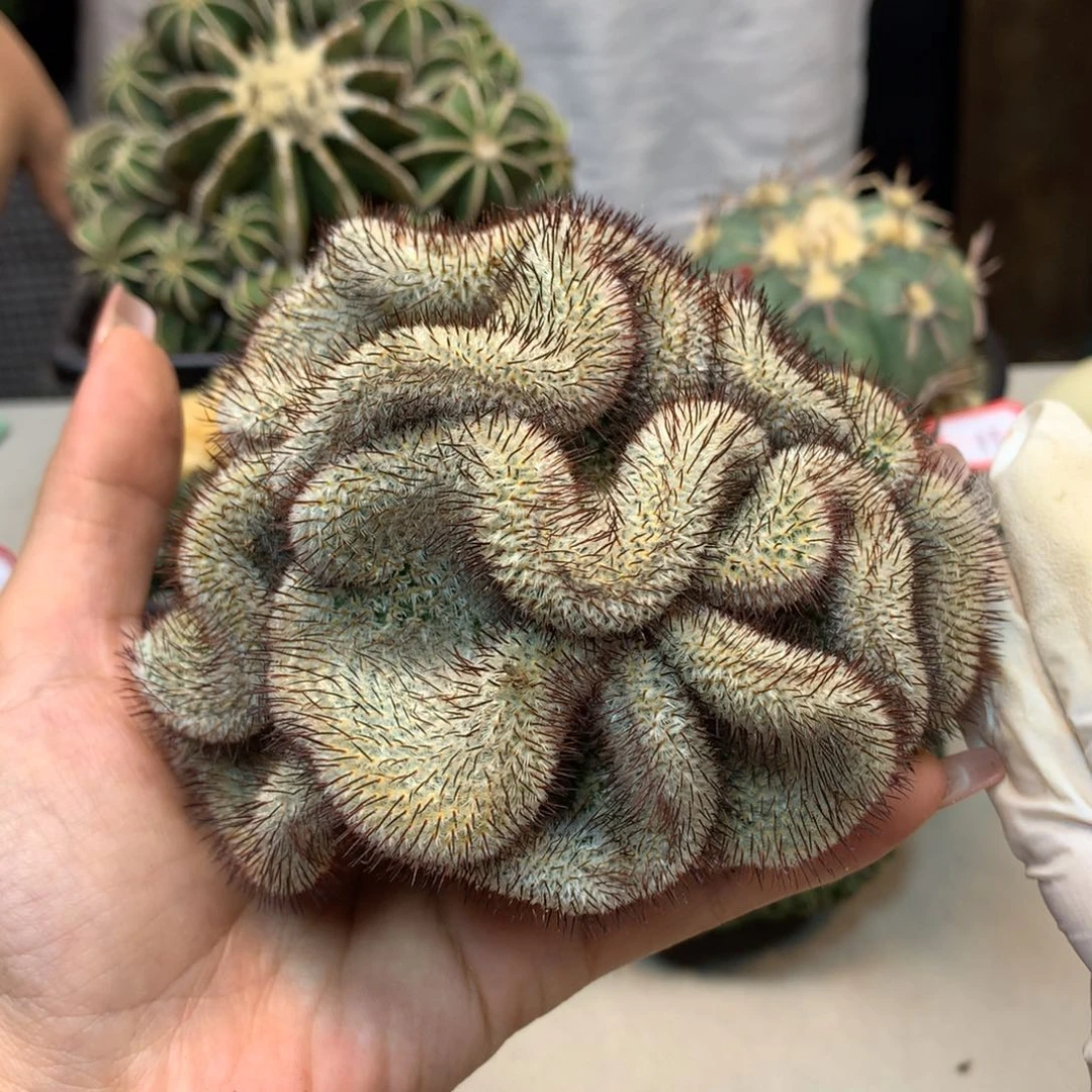 23号 出根芽直刺裴蕾缀化11公分