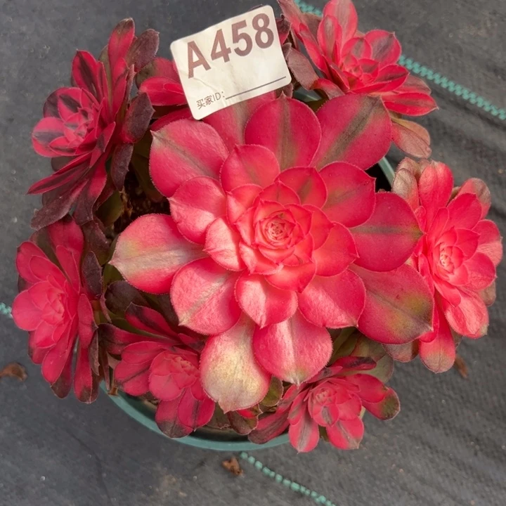 458荔枝20厘米左右