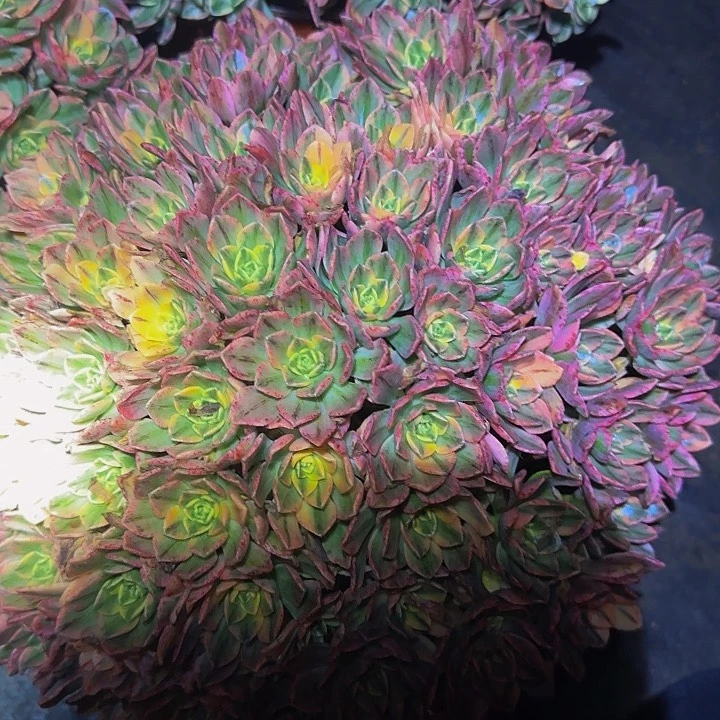 甜茶锦老桩亏本福利