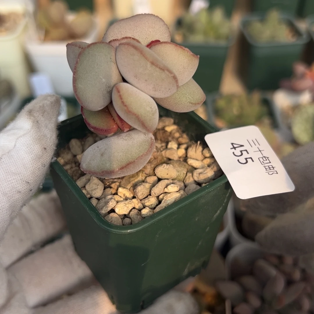 455花朵型一颗红蛋老桩